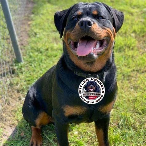 Butler kennels rottweilers for sale  Butler Kennels Rottweilers is located at in Gatesville, Texas 76528